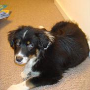 Australian shepherd Godrumgaards Timmy