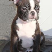 Boston terrier Milo