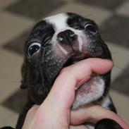 Boston terrier Milo