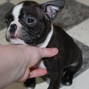 Boston terrier Milo