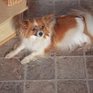 Papillon Pixel