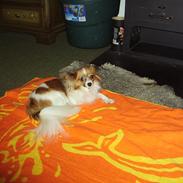 Papillon Pixel