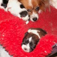 Papillon Pixel