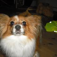 Papillon Pixel