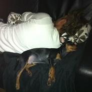 Dvaergpinscher Buddy Budsen