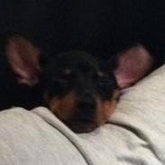 Dvaergpinscher Buddy Budsen