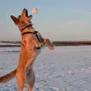 Golden retriever Sif