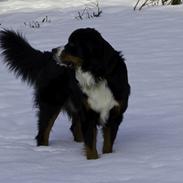 Berner sennenhund Cezar