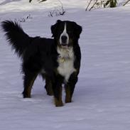 Berner sennenhund Cezar