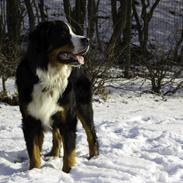 Berner sennenhund Cezar