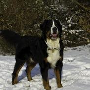 Berner sennenhund Cezar
