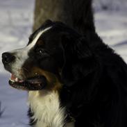 Berner sennenhund Cezar