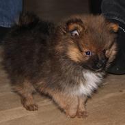Pomeranian Poms Bertram
