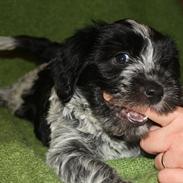 Schapendoes Baagegaard´s Iris Isador