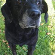 Labrador retriever Fie