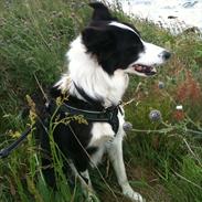 Border collie Aston (Tidl. Hund)