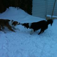 Border collie Aston (Tidl. Hund)