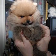 Pomeranian Charlie