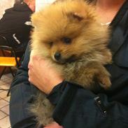 Pomeranian Charlie
