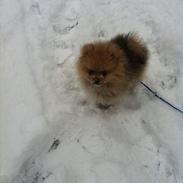 Pomeranian Charlie
