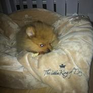 Pomeranian Charlie