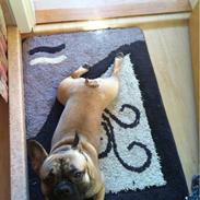 Fransk bulldog Mason