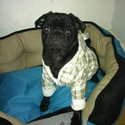 Mops Sofus