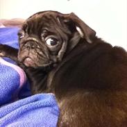 Mops Sofus