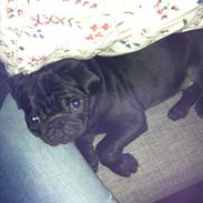 Mops Sofus