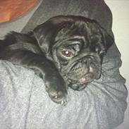 Mops Sofus