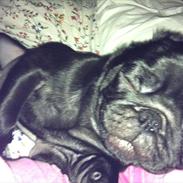 Mops Sofus
