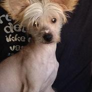 Chinese crested hårløs Miss Majse