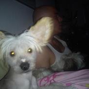 Chinese crested hårløs Miss Majse