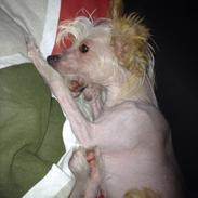 Chinese crested hårløs Miss Majse