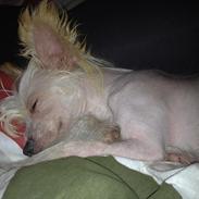 Chinese crested hårløs Miss Majse