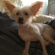 Chinese crested hårløs Miss Majse