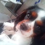 Cavalier king charles spaniel Milo