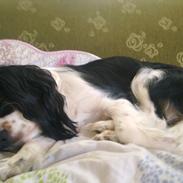 Cavalier king charles spaniel Milo