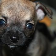 Chihuahua Coco *Chanel*