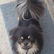 Tibetansk spaniel tøselunden eminent kaiser