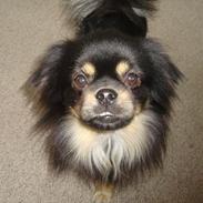 Tibetansk spaniel tøselunden eminent kaiser