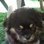 Tibetansk spaniel tøselunden eminent kaiser