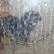 Tibetansk spaniel tøselunden eminent kaiser