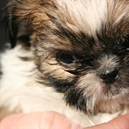 Shih tzu Gizmo ( blue shih tze )