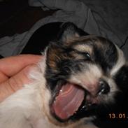 Shih tzu Gizmo ( blue shih tze )