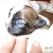 Shih tzu Gizmo ( blue shih tze )