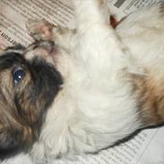 Shih tzu Gizmo ( blue shih tze )