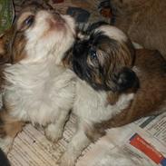 Shih tzu Gizmo ( blue shih tze )