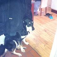 Blanding af racer Ronja