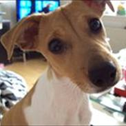 Dansk svensk gaardhund Molly